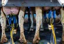 Bird Flu Outbreak Doubles Infected Herds in California news-24092024-175844