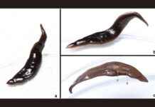 Invasive Flatworm Species Threatens Southern U.S. Ecosystems news-24092024-234241