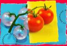 China Pushes Forward with AI Watermark Technology to Combat Counterfeiting news-27092024-125212