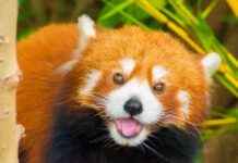 Restoring Firefox’s Former Glory: Celebrating 20 Years of Mozilla | TechCrunch news-10112024-154856