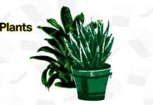 TechCrunch: Top Tech Gadgets for Plant Enthusiasts news-17112024-182302