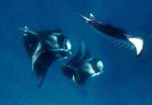 Harnessing the Power of Manta Rays for Faster Robots and Improved Water Filters harnessing-the-power-of-manta-rays-for-faster-robots-and-mproved-water-filters