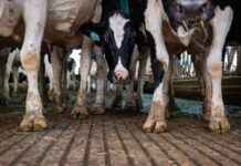 Deadly Strain of Bird Flu Hits Nevada Cows deadly-strain-of-bird-flu-hits-nevada-cows