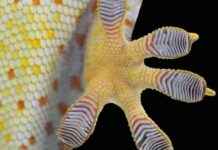 Gecko-Inspired Technology for Anti-Slip Shoe Soles gecko-nspired-technology-for-anti-slip-shoe-soles