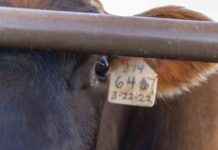 Silent Spread of H5N1 Bird Flu Among Cow Veterinarians silent-spread-of-h5n1-bird-flu-among-cow-veterinarians