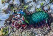 Unbreakable Mantis Shrimp Fists: Nature’s Strongest Weapon unbreakable-mantis-shrimp-fists-natures-strongest-weapon
