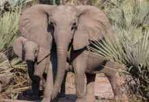 Bigger Animals Have Higher Cancer Rates: New Research Findings bigger-animals-have-higher-cancer-rates-new-research-findings