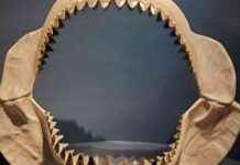 Megalodon Body Shape Study: Similar to Lemon Shark megalodon-body-shape-study-similar-to-lemon-shark