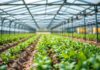 Harnessing Technology for Agricultural Efficiency: A Deep Dive into Smart Farming Harnessing Technology for Agricultural Efficiency: An In-depth Look at Smart Farming